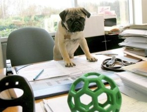 pug working hard