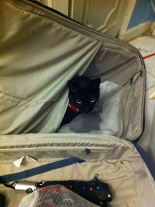 Midnight the cat in my luggage