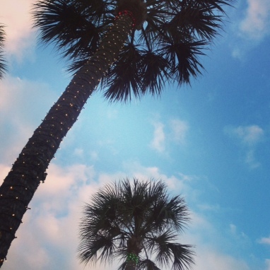 Social Hashtag Series #AboveMe Instagram Photos: Florida Palm Trees