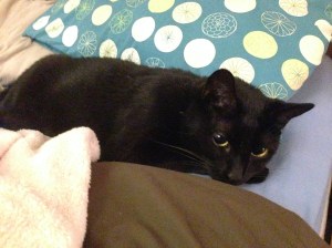 cat, sleeping cat, midnight